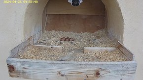 69 video 26 Apr 09:50 - the juvenile male (no damaged tail feathers) inspects the nest followed by the original female (after a mid-air fight) brooding day 8