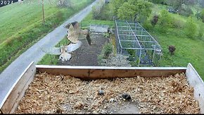 71 26 Apr 09:50 - juvenile male and female fighting mid-air brooding day 8