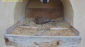72 video 26 Apr 09:52 - the original female sits on the eggs for a short time brooding day 8
