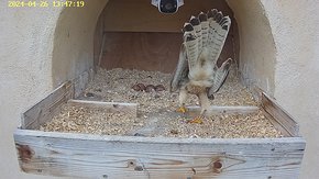 73 video 26 Apr 13:47 - the juvenile male lands in the nest and is chased out by the original female brooding day 8