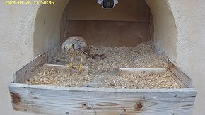 74 video 26 Apr 13:50 - the original female flies to the nest for a short time brooding day 8