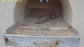 75 video 26 Apr 13:57 - the original female flies to the nest for a short time brooding day 8