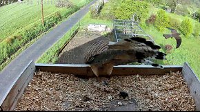 77 26 Apr 18:31 - juvenile male flies past the original female brooding day 8