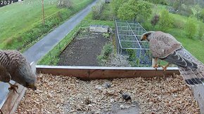 78 video 26 Apr 13:57 - the juvenile male flies to the nest and the original female arrives and chases the juvenile away brooding day 8