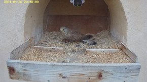 79 video 26 Apr 20:47 - the juvenile male flies to the next but is chased away by the original female brooding day 8