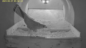 82 video 27 Apr 05:58 - the juvenile male flies to the empty nest brooding day 9