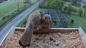 83 video 27 Apr 06:05 - the juvenile male is at the nest and the female arrives without any animosity brooding day 9