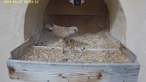 84 video 27 Apr 06:05 - the juvenile male is at the nest but flies away when the female arrives brooding day 9