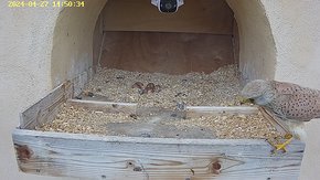 85 video 27 Apr 14:50 - the juvenile male flies to the nest but flies away just before the female arrives brooding day 9