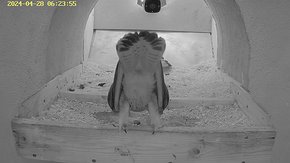 87 video 27 Apr 06:23 - the female is at the nest and the juvenile male flies to the nest without any animosity brooding day 10