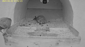 89 video 28 Apr 07:52 - the juvenile male visits is the nest without any animosity brooding day 10