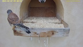 01 video 07 Feb 09:48 The male was at and around the nest from 9:48 - 14:30