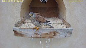 03 video 07 Feb 14:26 - the male at the nest
