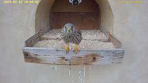 04 video 12 Feb 10:03 - the male at the nest