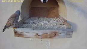 05 video 13 Feb 08:50 - dropping in for a quick visit