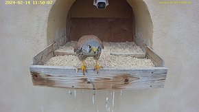06 video 14 Feb 11:49 - the male at the nest