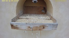 07 video 16 Feb 09:24 - the male arrived at 09:23 and tries a possible nest position?
