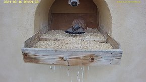 08 video 16 Feb 09:54 - A dance to attract a mate?