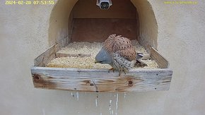 10 video 20 Feb 07:53 - the male visits and watches out for the female