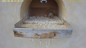 12 video 20 Feb 11:34 - the first visit this year of the female