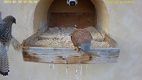 11 20 Feb 11:35 - the female arrives at the nest for the first time this year