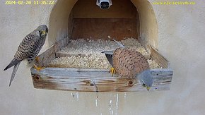 15 20 Feb 11:35 - the female arrives at the nest for the first time this year and the male departs