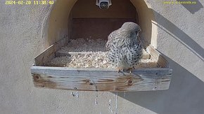 16 video 20 Feb 11:38 - the female sits at the nest