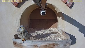 17 video 25 Feb 09:12 the male returns for a short morning visit and inspects the nest