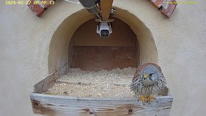 18 video 27 Feb 08:08 the male returns for a short morning visit