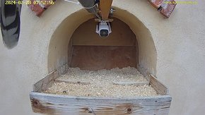 19 video 28 Feb 07:52 on the perch