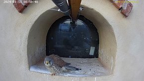 20240111 0850 085030-Hik-1 11 Jan 08:50 video - the first recorded visit of a kestrel to the nest in 2024. Only the outside camera looking in is installed and the decking/balcony is not...