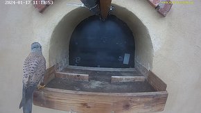 20240117 1113 111350-Hik-1 17 Jan 11:13 video