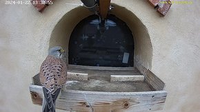20240122 1332 133200-Hik-1 22 Jan 13:32 video - the kestrel brings a mouse to the nest and eats it
