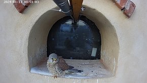 Hik-1-20240111-085030 11 Jan 08:50 video