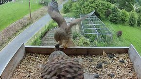 20240609 1758 175855-C310-nest video 09 June - 17:58 - for the first time today the male brings food for the female brooding day 32