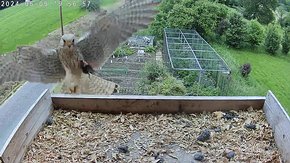 20240609 1956 195652-C310-nest video 09 June - 19:56 - the male brings food for the female brooding day 32