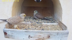 20240609 2117 211710-Hik-1 video 09 June - 21:17 - the male visits the female brooding day 32