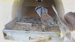 20240610 1419 141940-Hik-1 video 10 June - 14:19 - the male brings food for the female brooding day 33