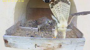 20240610 1635 163502-Hik-1 video 10 June - 16:35 - the male brings food for the female brooding day 33