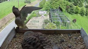 20240610 1713 171340-C310-nest video 10 June - 17:13 - the male brings food for the female brooding day 33