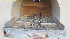 20240612 0605 060500-Hik-1 video 12 June - 06:05 - the male visits the female brooding day 35