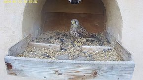 20240612 2059 205950-Hik-1 video 12 June - 20:59 - the male is at the next; the female arrives and the male flies away brooding day 35