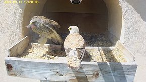 20240613 1228 122800-Hik-1 video 13 June - 12:28 - the male brings a bit of food for the female brooding day 36