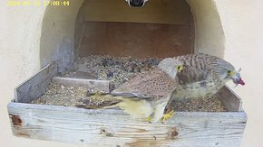 20240613 1708 170841-Hik-1 video 13 June - 17:08 - the male brings food for the female brooding day 36