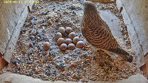 20240613 1919 1919030354-Hilook 13 June - 19:19 - the female and eleven eggs brooding day 36
