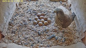 20240618 1347 134725-Hilook video 18 June - 13:47 - the female returns to the nest to continue sitting on the eggs (in decreasing likelihood of hatching! brooding day 41 - usually 28-30...