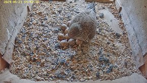 20240621 1442 144230-Hilook video 21 June - 14:42 - the female returns to the nest to continue sitting on the eggs (in decreasing likelihood of hatching! brooding day 44 - usually 28-30...