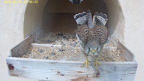 20240623 1046 104615-Hik-1 video 23 June - 10:46 - is the female finally leaving the eggs and not returning? (in decreasing likelihood of hatching! brooding day 46 - usually 28-30 days