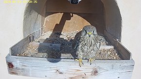20240624 0750 075030-Hik-1 video 24 June - 07:50 - is the female leaving the eggs for the day brooding day 47 - usually 28-30 days