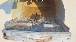 20240626 0625 062525-Hik-1 video 26 June - 06:25 - is the female stayed overnight brooding day 49 - usually 28-30 days